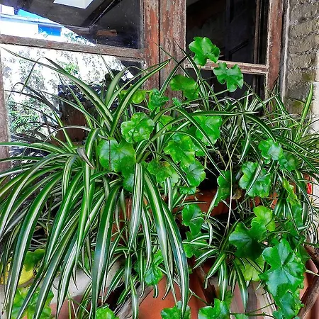 Bed & Breakfast Anninnia Quartucciu